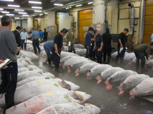 Tuna auction